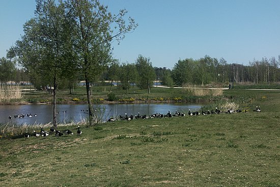 Valkoposkihanhia Arabianrannan hulevesilammen rantanurmella.